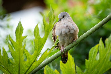 A ruddy ground-dove perched on a branch under rain. Species Columbina talpacoti also know as Rolinha. Animal world. Birdwatching. Birding.