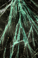 Polarization microscopy of copper sulfate crystals at 100x.