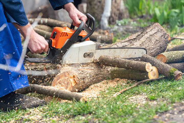 A man with a chainsaw in his hands saws old trees, sawdust fly to the sides