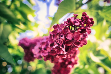 Flieder - Ecology - Frühling - Springtime- Spring - Background - Concept - Blooming - Flower -...