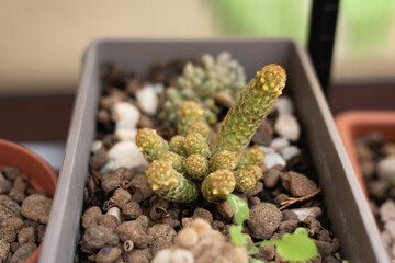 Small cacti in a square pot, close-up, hobby - cactus cultivation, gardening