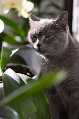 British breed cat among green plants