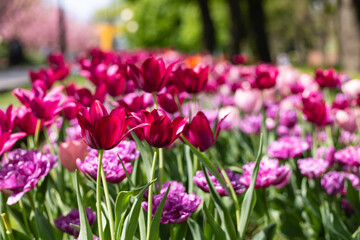 Close-up view of blooming tulips