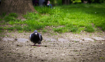 Pigeon eating chips in the park.