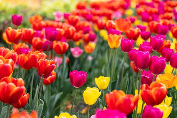 Red and yellow tulips on the field