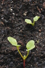 Radish seed growing in soil.