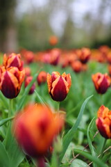 Tulips - Spring in the UK