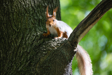 Red squirrel on a tree branch