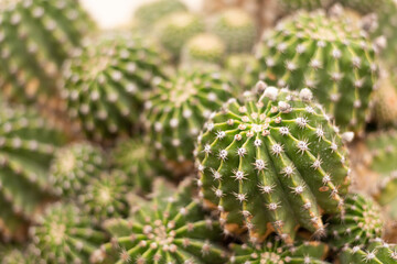 Many small cacti together, close-up, macro, selective focus - screensaver, wallpaper