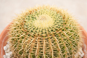 A very large green Cactus Echinocactus Gruzona with large spines close-up in a large brown pot - close-up, bokeh effect, blurred background, selective focus