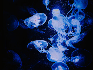 Il colore del mare, le meduse.