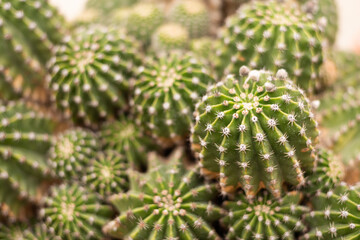 Many small cacti together, close-up, macro, selective focus - screensaver, wallpaper