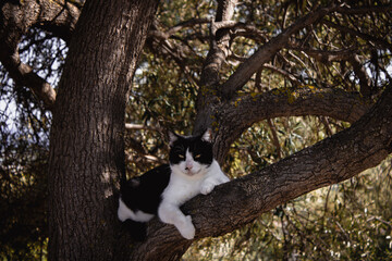 Il Gatto sopra l'albero