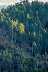 forest in the mountains