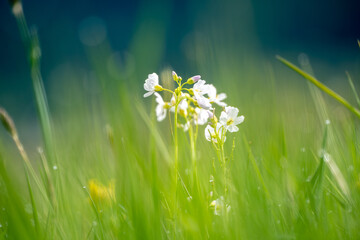 Wildblume auf der Wiese mit Bokeh. Blume im Gras. - obrazy, fototapety, plakaty