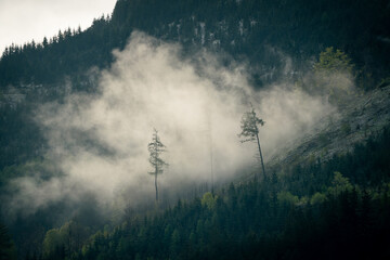 Mystischer und geheimnisvoller Wald im Nebel am Berg - obrazy, fototapety, plakaty