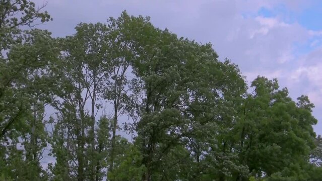 Tree tops swaying, branches bending, and leaves rustling in the strong wind before a storm.