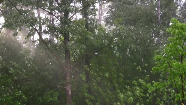 Rain falling on tree leaves and wind blowing through the trees, in a hand held clip.