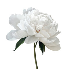 Obraz premium A stunning white peony blossom stands out elegantly against a soft gray backdrop set on a clear transparent background