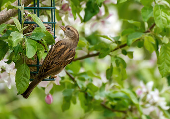 Vogel an einem Futterkorb in einem blühendem Apfelbaum im Frühling - Weibchen des Haussperling, Spatz (Passer domesticus)