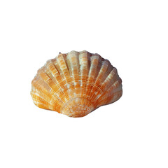 A tiny Pectinidae shell orangish in hue rests delicately against a backdrop of vibrant blue set apart on a see through background