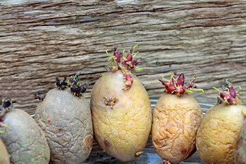 stolons on seed potatoes