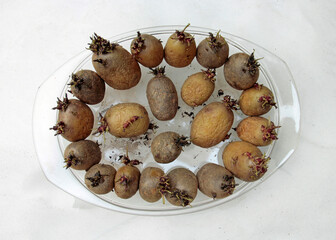 stolons on seed potatoes