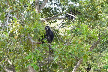 Langur or Dusky Leaf monkey on the tree in Langkawi Malaysia.