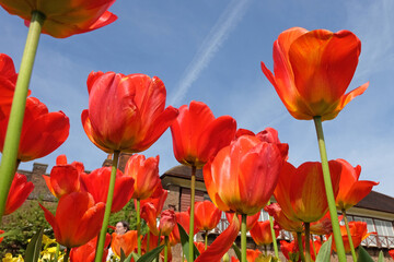 Orange and red triumph tulip, tulipa ‘Apeldoorn Elite’ in flower, with a blue sky background.
