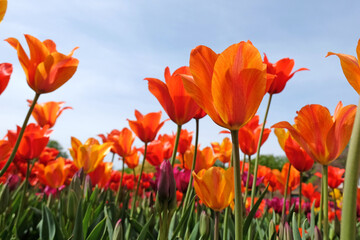 Tall orange and yellow variegated single late tulip, tulipa ‘El Nino’ in flower, with a blue...