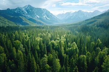 Aerial view of a forest with mountains in the background. Suitable for nature and landscape concepts
