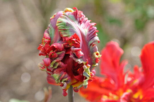 Red parrot tulip, tulipa ‘rococo’ in flower.