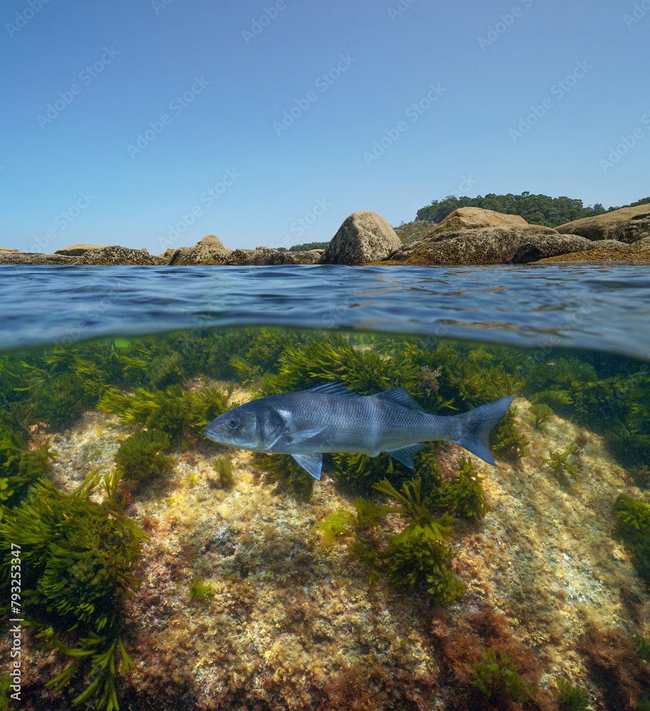 Wall mural rocks on the sea shore with an european seabass fish underwater in the atlantic ocean, split view ov