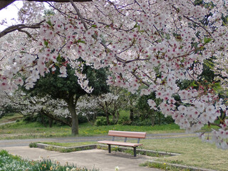 桜とスイセンの花とベンチのある風景