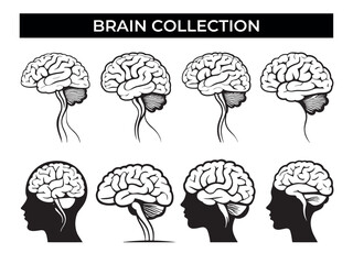 Different Areas of the Brain Highlighted in Brain Images