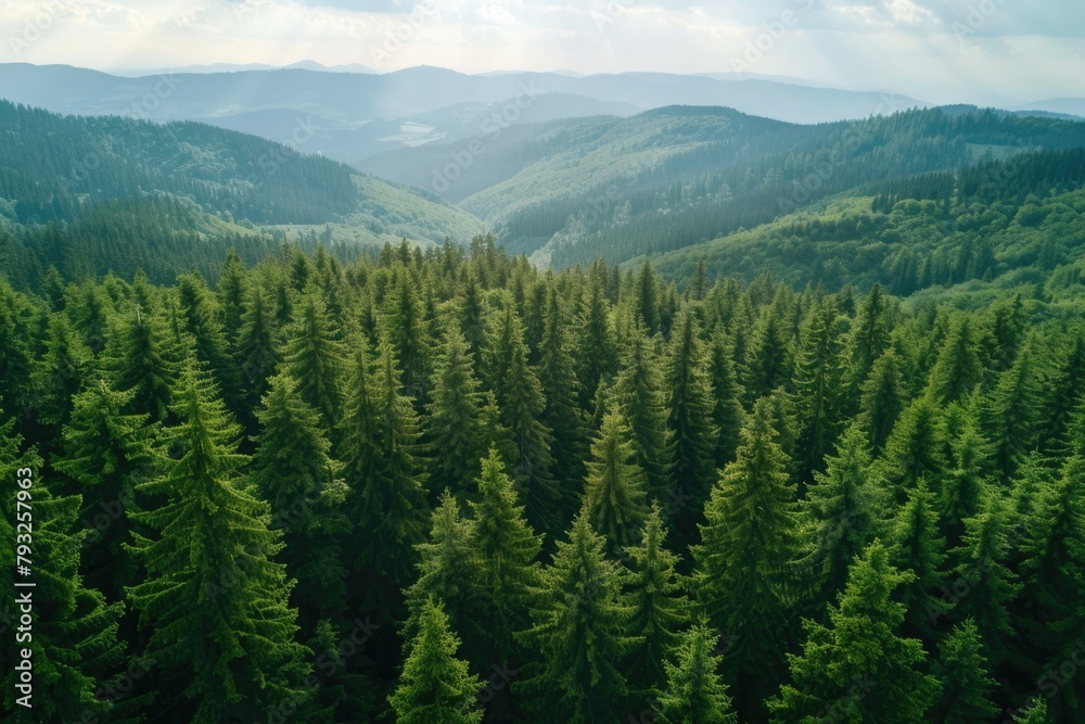 Poster Aerial view of a forest with mountains in the background. Suitable for nature and landscape concepts