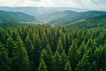 Obraz premium Aerial view of a forest with mountains in the background. Suitable for nature and landscape concepts