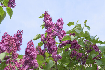 A lilac flower with green leaves is blooming in the sky