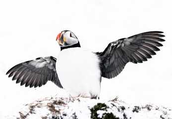 puffin bird in flight