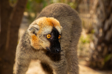 Fototapeta premium Red-bellied Lemur - Eulemur rubriventer, Cute primate.