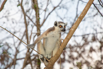 Fototapeta premium Ring-tailed lemur on Madagascar island fauna.
