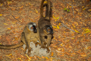 brown lemur (Eulemur fulvus) in Lemur Park, Madagascar