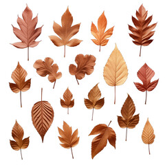 A collection of dry autumn Horse Chestnut tree leaves isolated against a white background