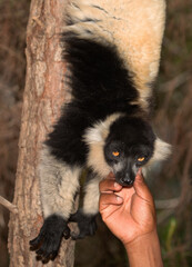 Cute black and white lemur vari Varecia variegata