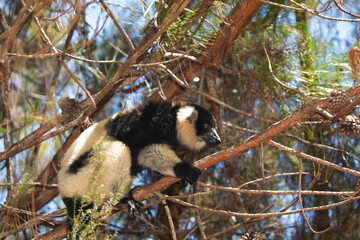 Fototapeta premium black and white ruffed lemur in its natural habitat, Madagascar