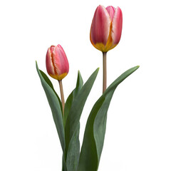 pink tulips isolated on white 