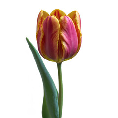 close-up tulip isolated on white