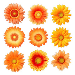 A collection of yellow and orange daisy flower heads isolated against a white background