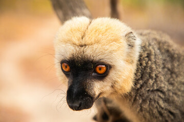 Common brown lemur (Eulemur fulvus) with orange eyes.