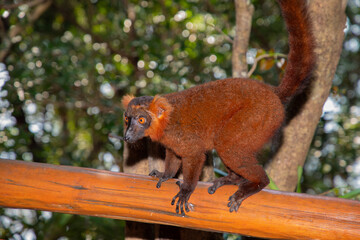 Red lemur (Eulemur Coronatus), endemic animal